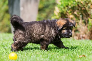 eski bir Alman çoban köpek yavrusu portresi