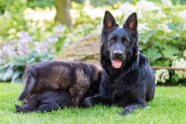 Kukla bahçedeki ihtiyar Alman çoban ana aittir