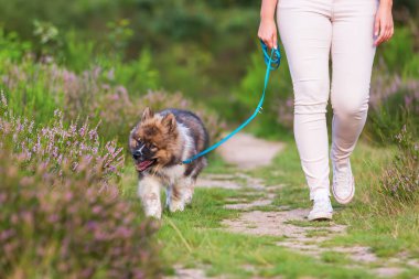elo köpek yavrusu vasıl belgili tanımlık kira kontratı ile yürüyen kadın