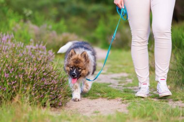 elo köpek yavrusu vasıl belgili tanımlık kira kontratı ile yürüyen kadın