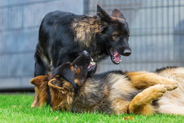 bahçede kavga iki eski Alman çoban köpek