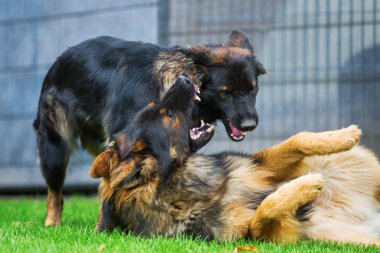 bahçede kavga iki eski Alman çoban köpek