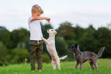 İki korkunç melez köpekler açık havada genç çocukla