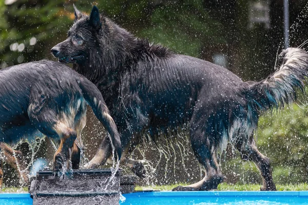 Eski Alman çoban köpekleri bir yüzme havuzu oyun