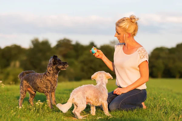 kadın iki korkunç melez köpek ile açık havada çalış