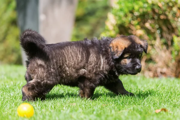 eski bir Alman çoban köpek yavrusu portresi