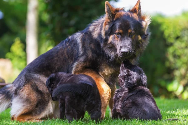 Adulto velho pastor alemão cão com filhotes — Fotografia de Stock