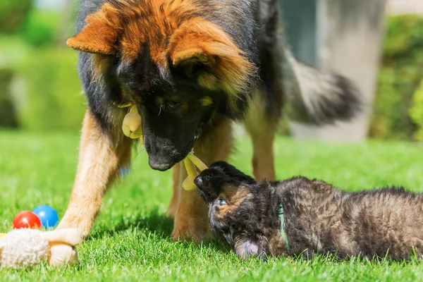 成人老德国牧羊犬和小狗在草坪上一起玩 — 图库照片