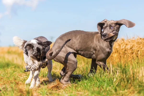 Gran cachorro danés y un pastor australiano jugando en un camino de campo —  Fotos de Stock