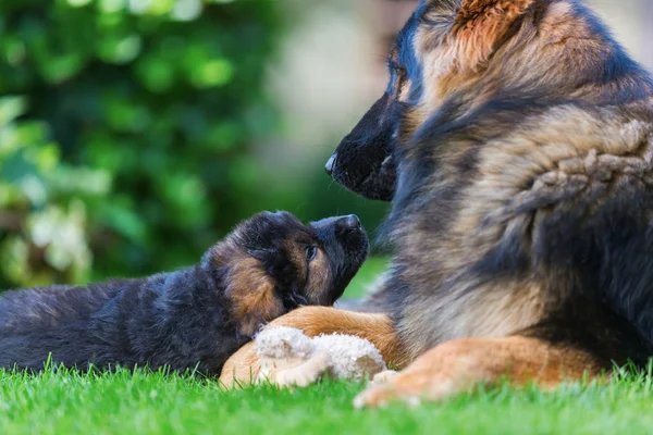 成人的老德国牧羊犬说谎与一只小狗 — 图库照片