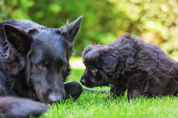 Velho pastor alemão mãe e criança cães — Fotografia de Stock