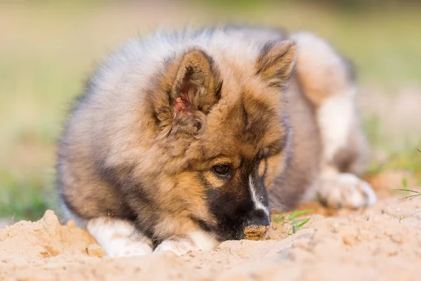 Niedliche elo Welpe liegt in einer Sandgrube — Stockfoto