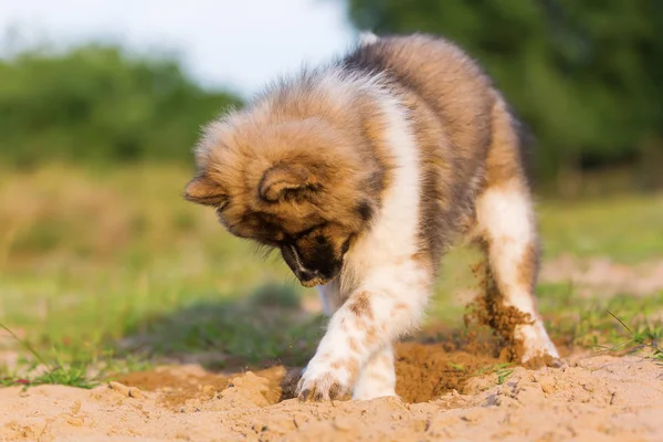 Lindo elo cachorro cava en un hoyo de arena —  Fotos de Stock