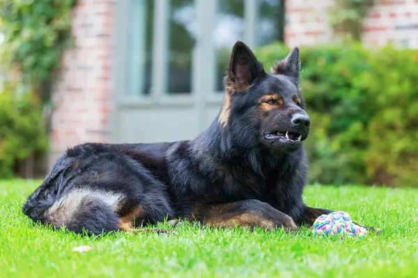 portre, bir eski Alman bahçede yalan söyleyen çoban