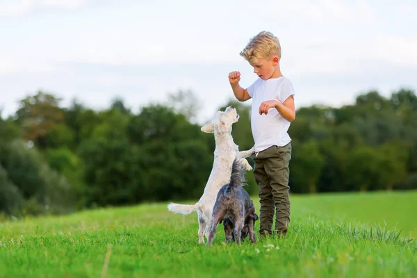 Menino brinca com dois cães pequenos — Fotografia de Stock