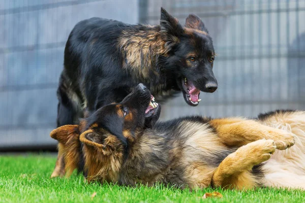 bahçede kavga iki eski Alman çoban köpek