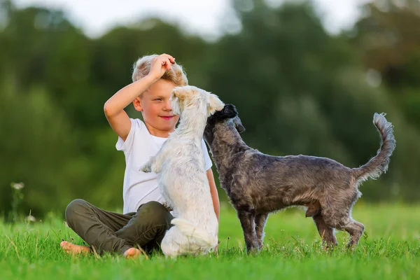 Jovem menino joga com dois terrier híbrido cães ao ar livre — Fotografia de Stock