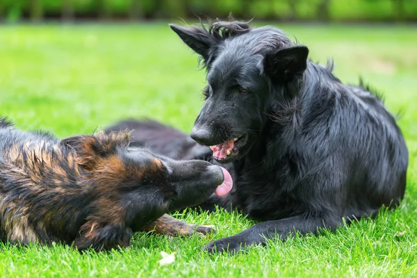 Elleni küzdelem, a kertben két éves német juhász kutyák — Stock Fotó