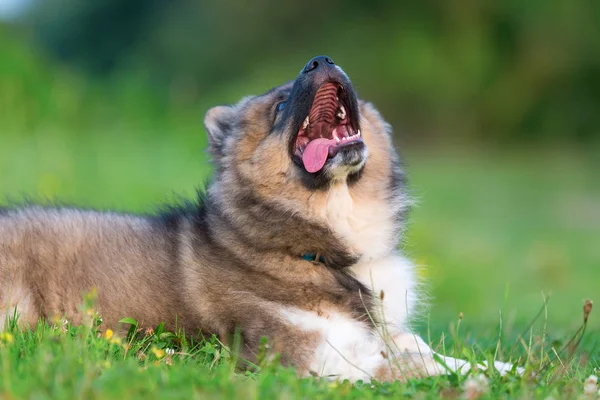 Retrato de um filhote de cachorro elo bonito que olha para cima — Fotografia de Stock