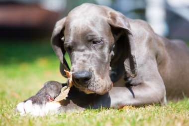 Danua köpek yavrusu çimenlerin üzerinde yatıyor ve bir domuz kulak kemikleri