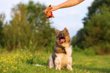 el ile bir yumuşak oyuncak bir elo köpekle oynar