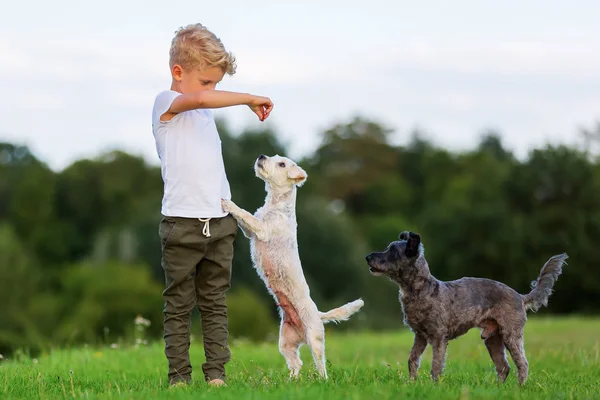 Menino com dois terrier cães híbridos ao ar livre — Fotografia de Stock