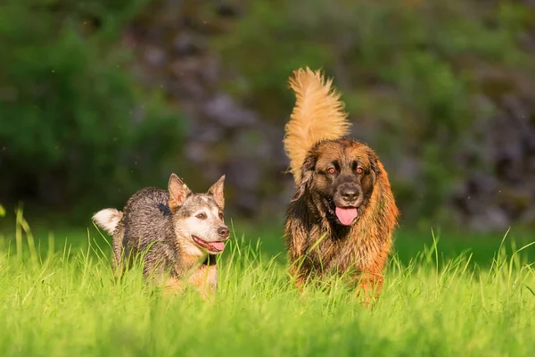 Australischer Rinderhund und Leonberger rennen auf einer Wiese — Stockfoto