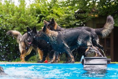 Bir yüzme havuzunda oynayan eski Alman çoban köpekleri