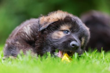 portre sevimli eski Alman çoban köpek