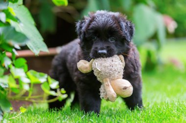 eski Alman çoban köpek yavrusu yumuşak bir oyuncakla oynar