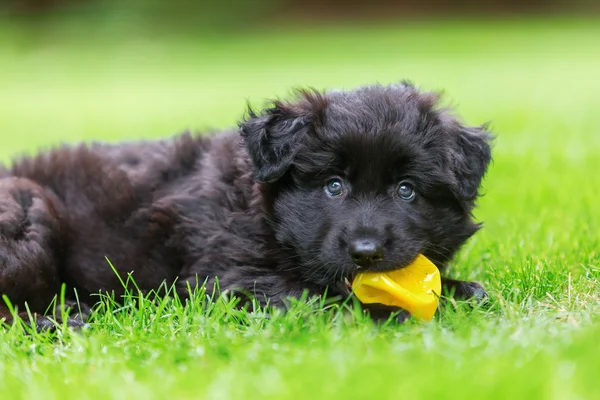 burun top ile sevimli bir eski Alman çoban köpek portresi