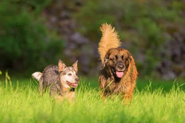 Australský honácký pes a Leonberger běží na louce — Stock fotografie