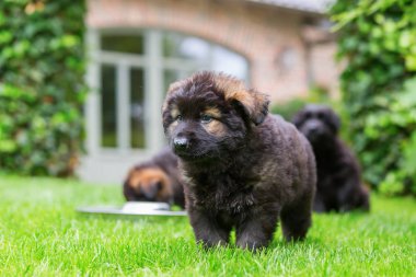 Bahçedeki eski Alman kurdu yavruları