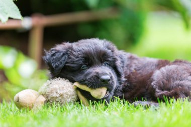 portre sevimli eski Alman çoban köpek