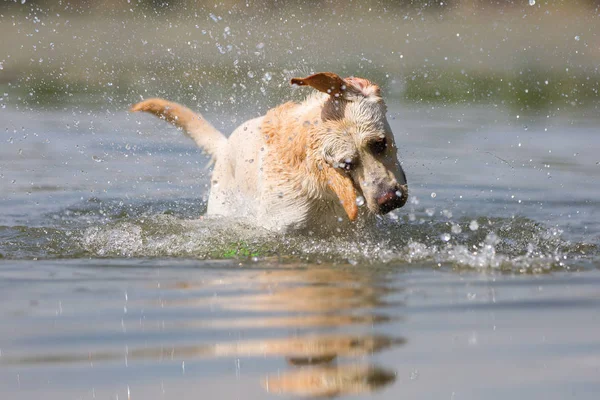 labrador retriever dog shakes the head in a lake