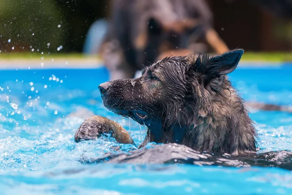 Eski Alman çoban bir yüzme havuzunda yüzüyor