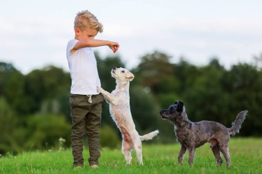 İki korkunç melez köpekler açık havada genç çocukla