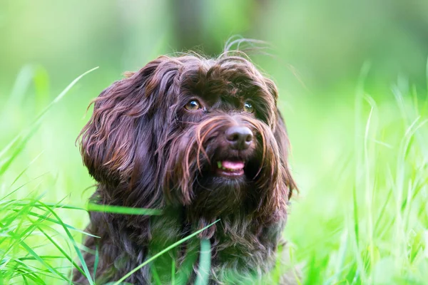 Retrato de un perro habanero — Foto de Stock