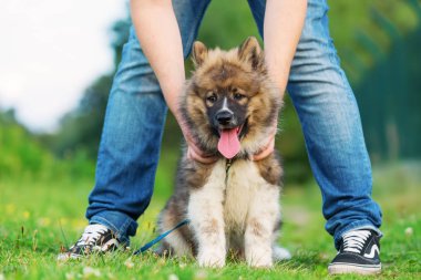 adam onun elo köpeklerine tutar