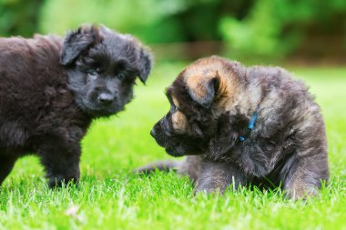 iki eski Alman kurdu yavruları çimenlerin üzerinde oynamak