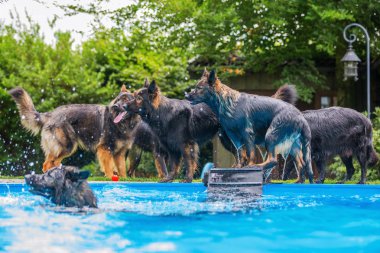 Bir yüzme havuzunda oynayan eski Alman çoban köpekleri