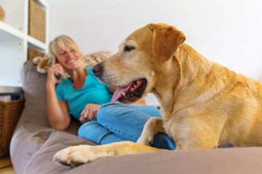 Labrador geri almak bir oturma mobilyaları arka planda phoning bir kadınla yatıyor