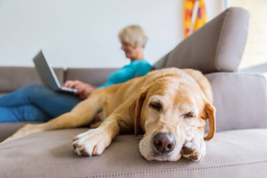 arka planda dizüstü bilgisayar ile bir kadınla bir kanepede Labrador geri almak yatıyor