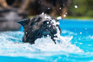 Eski Alman çoban bir yüzme havuzunda yüzüyor