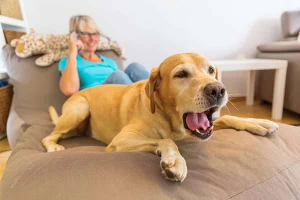 Labrador retriever se encuentra en un mueble de asiento con una mujer que llama por teléfono en el fondo —  Fotos de Stock