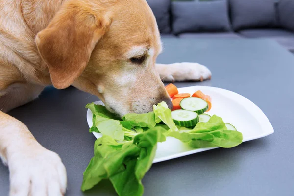 Labradorský retrívr jí zeleninu z desky — Stock fotografie