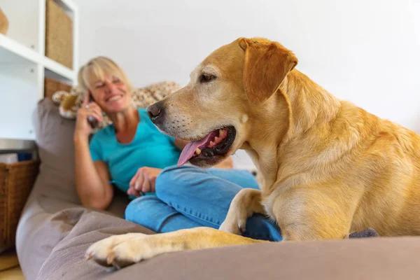 Labrador geri almak bir oturma mobilyaları arka planda phoning bir kadınla yatıyor