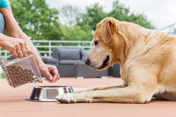 Žena dává její labrador pes potravin — Stock fotografie