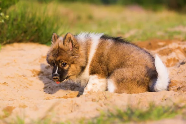 Bonito elo filhote de cachorro joga em um poço de areia — Fotografia de Stock