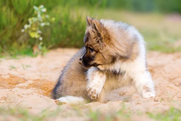 şirin elo köpek yavrusu bir kum çukurunun içinde çalış